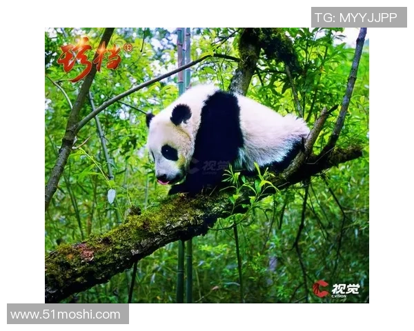 探索熊猫体育高速摄影技术的魅力与应用潜力 探索熊猫体育高速摄影技术的魅力与应用潜力